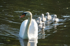 Wildlife at the praterpond