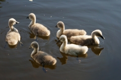 Wildlife at the praterpond