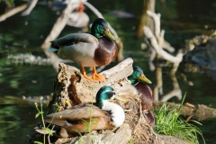 Wildlife at the praterpond