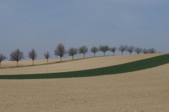 Gallbrunn landscape with tree