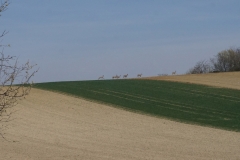 Gallbrunn landscape with deer