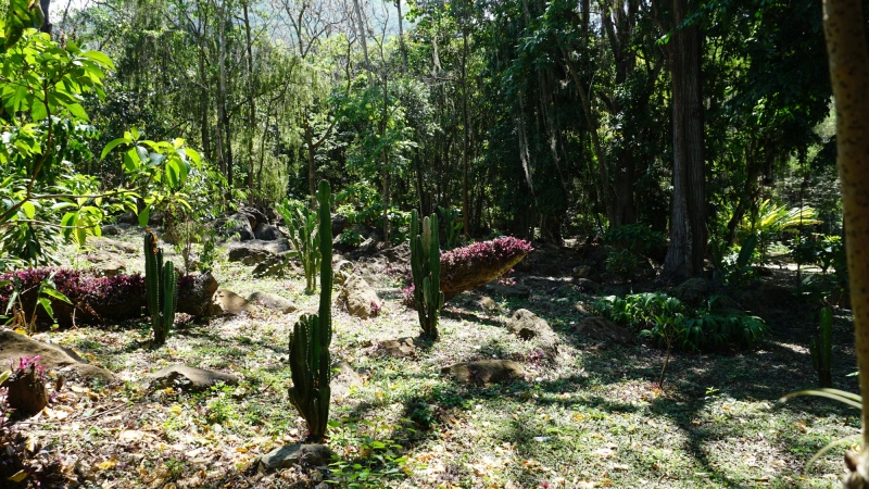 tropic vegetation