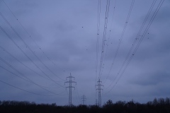 Birds and wires crossing New Danube