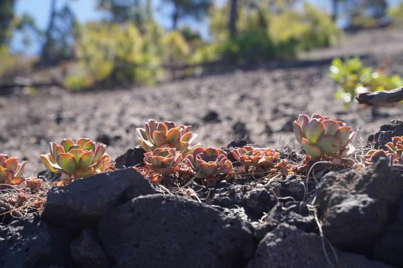 vegetation on lava
