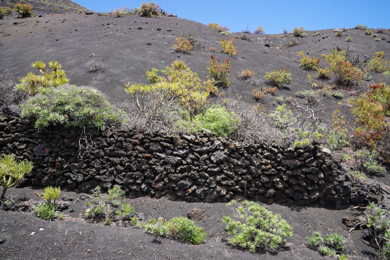 vegetation on lava-sand