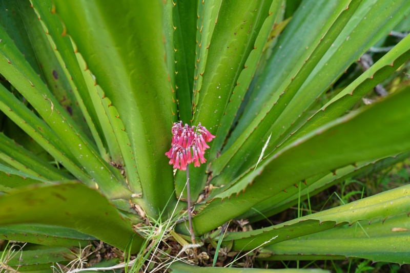flora colombiana