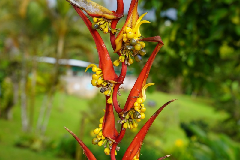 colombian flora