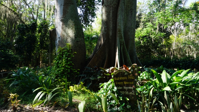 Ceiba & and Figue-tree, married for 310 years