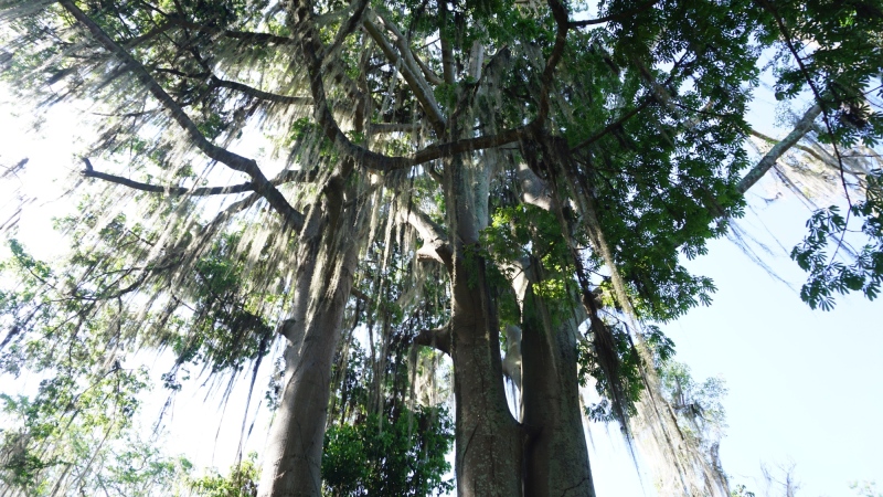 Ceiba and Figue-tree