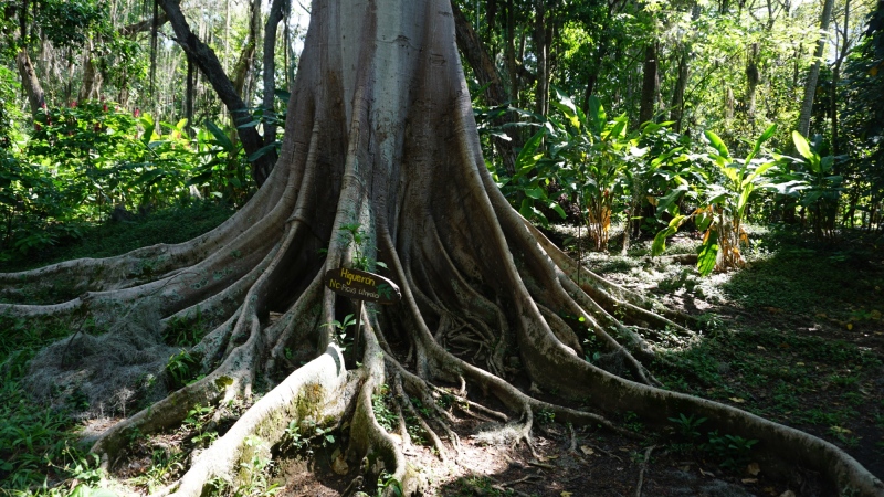 ficus citrifolio