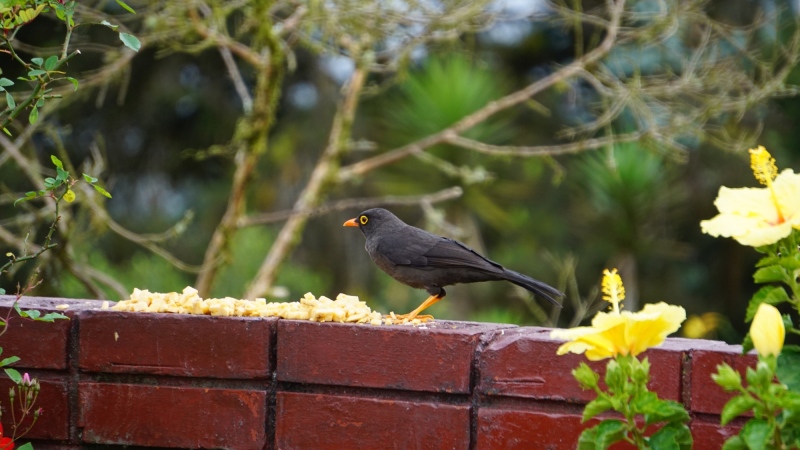 Colombian black-bird with fancy eyes
