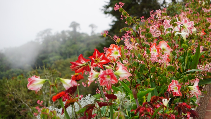 flowers