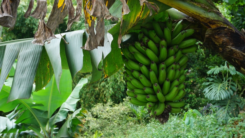 Platanos