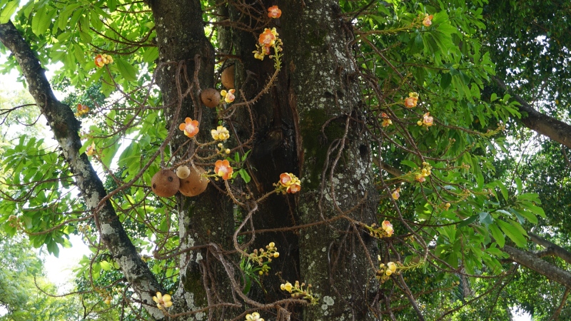 just a colombian tree