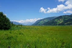 Swampland on the western shore of the lake