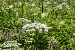 swampland flora