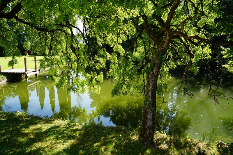 pond at the backyard