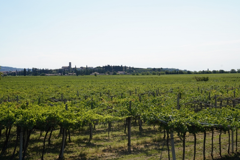 Vinyard  near Villa Giona