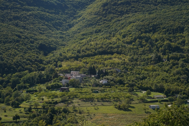 Village with olive plantations