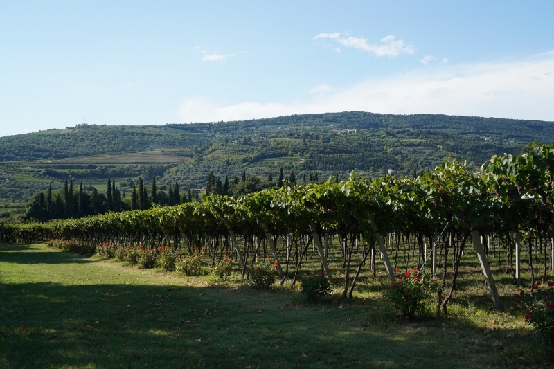 Vinyard near Negrar