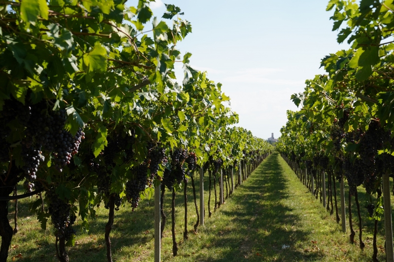 Vinyard near Negrar