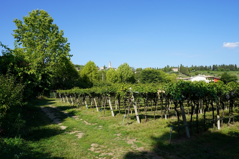 Vinyard outside the Villa