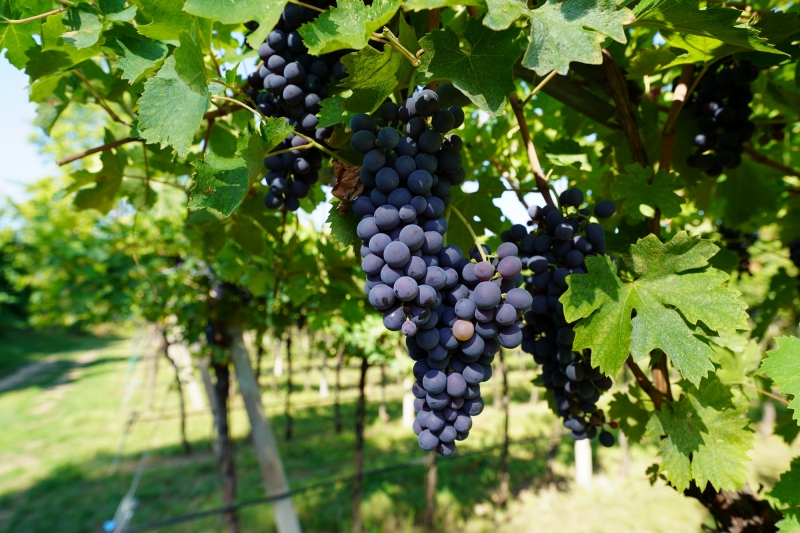 Early stage of Valpolicella classico superiore