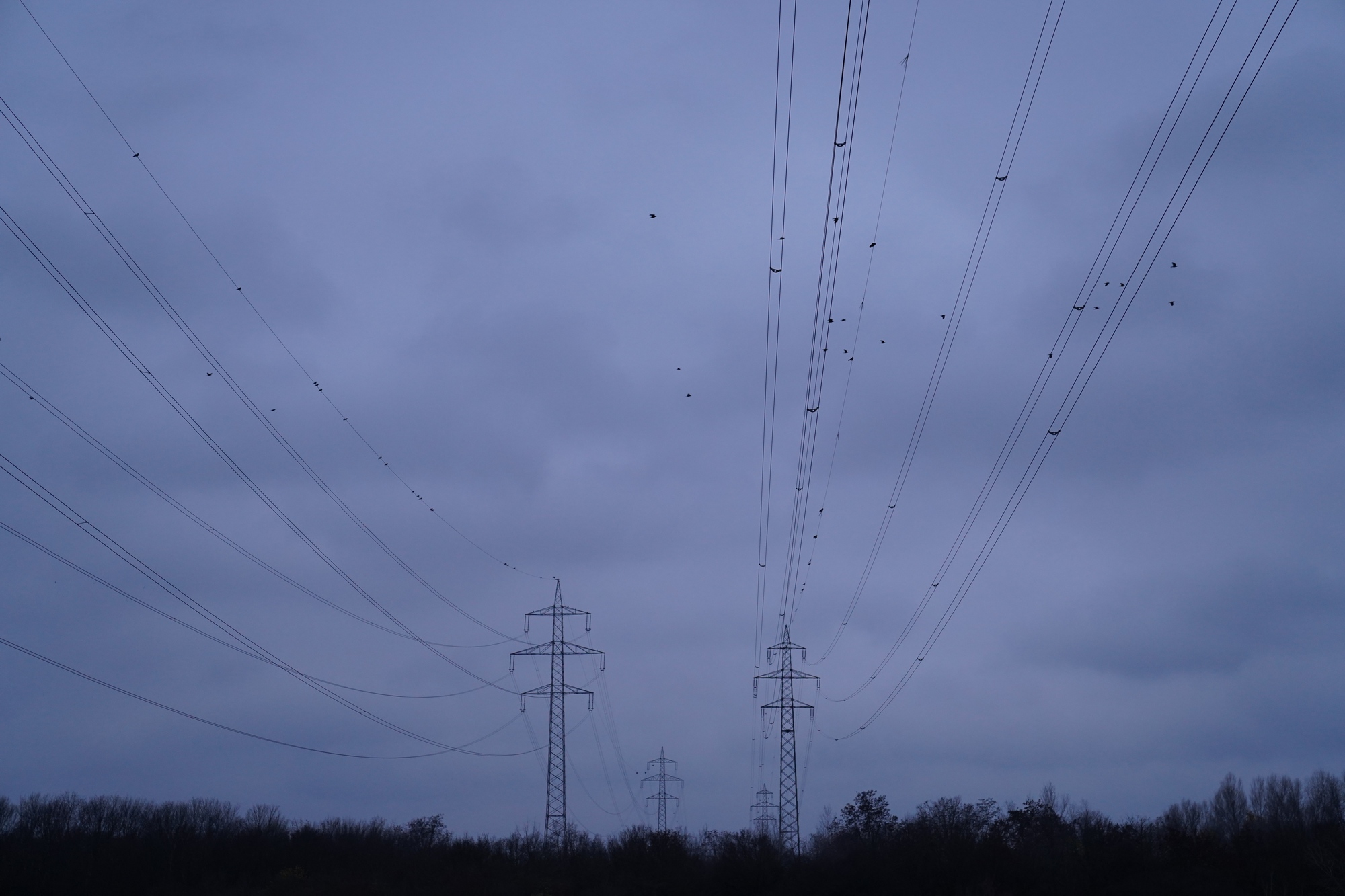 Birds and wires crossing New Danube