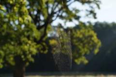 Prater Web