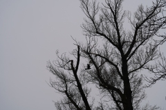 Caught in Flight
