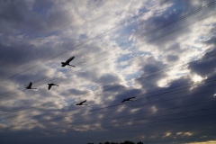 Fly over New Danube