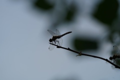 Close-up by the riverside ( F 4,  T 1/250 sec, BW 200 mm )