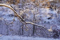 Wintereinbruch in der Lobau