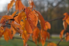 Leaf ( me  allone ) in my precious Prater