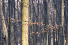 Pötzleinsdorfer Schloßpark