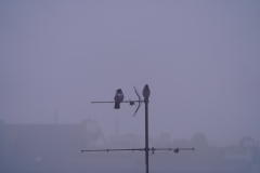 Did you say something ?   No, that was yesterday.