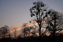 Winter Morning at the Prater