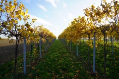 Out in the vinyards of Großebersdorf