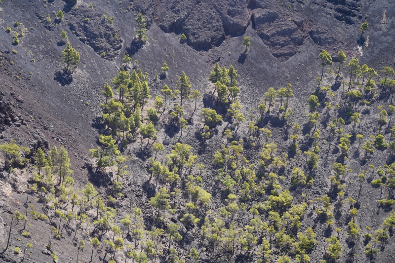 Crater with vegetation