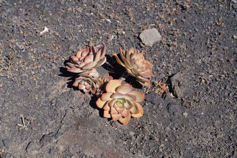 Nature is tough & beautiful