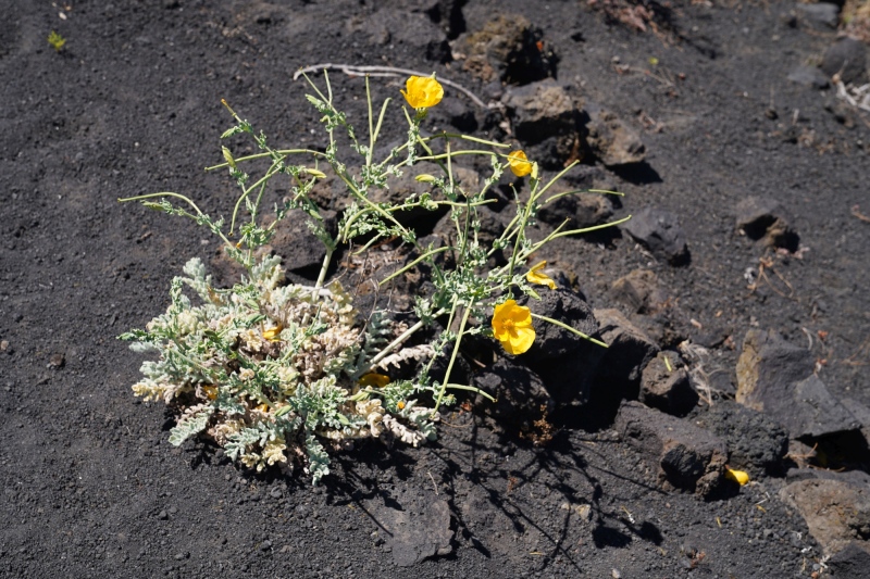 Nature is tough & beautiful