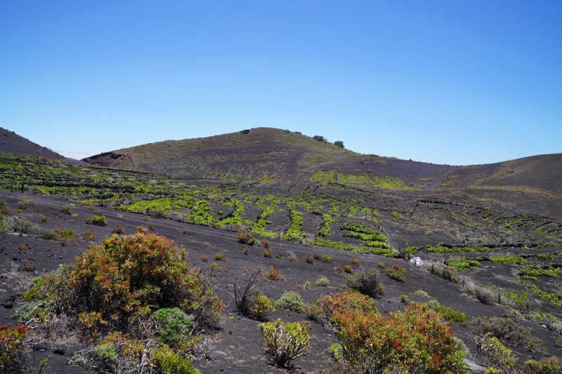 Vinyard on lava