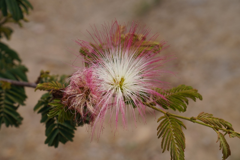 Flora colombiana