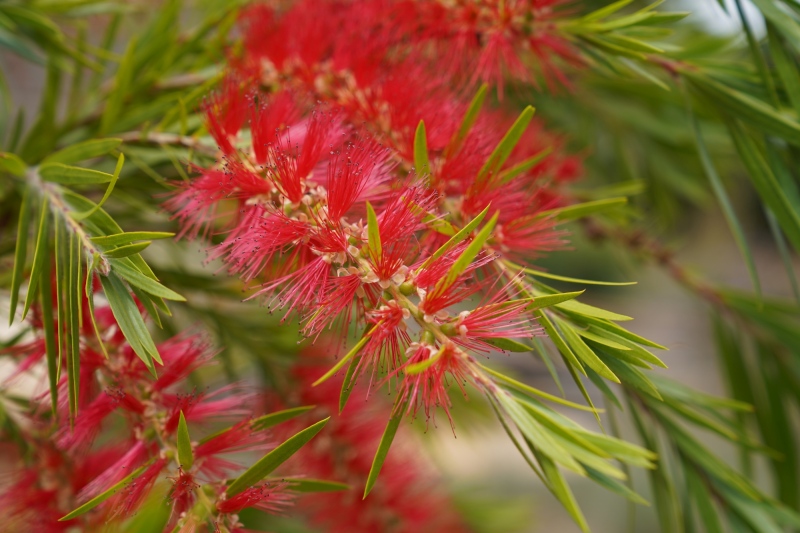 flora colombiana