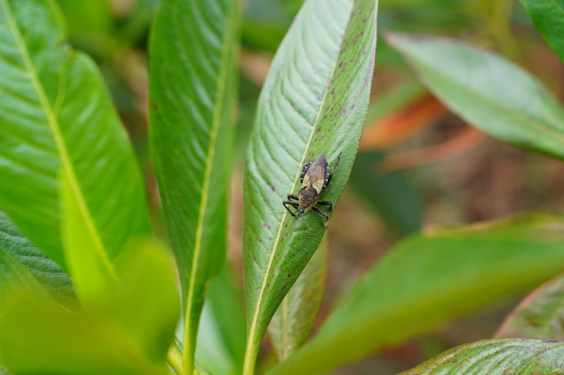 fauna colombiana