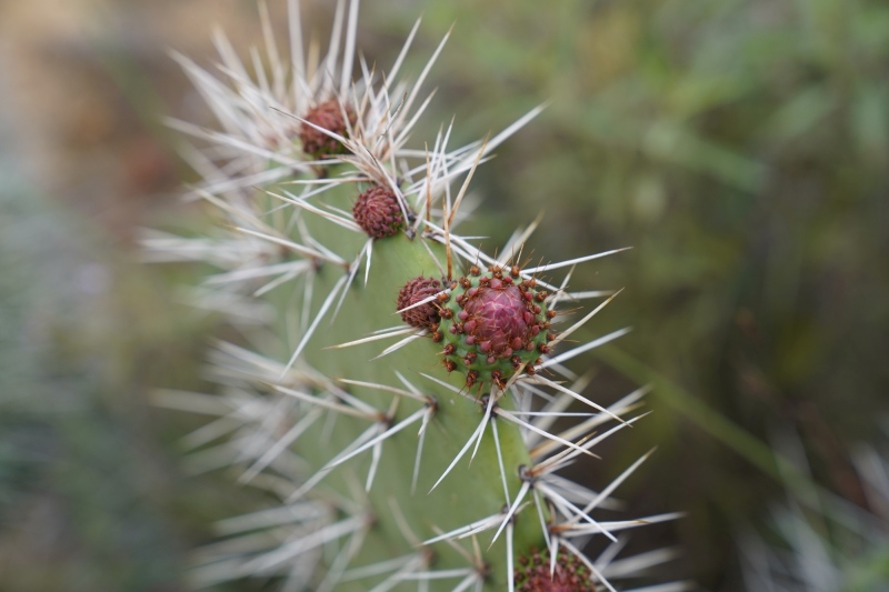 cactus