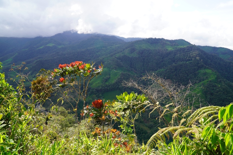 flora colombiana