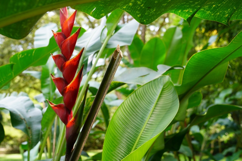 Colombian flora