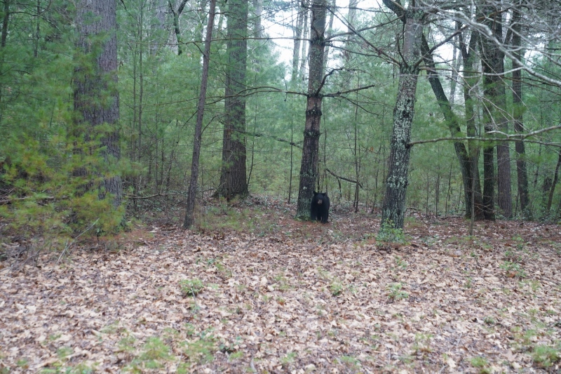 Biltmore parkdweller, beware, not stuffed (yet)