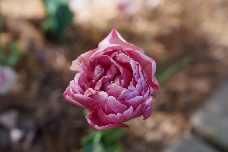 One of Suzies tulips